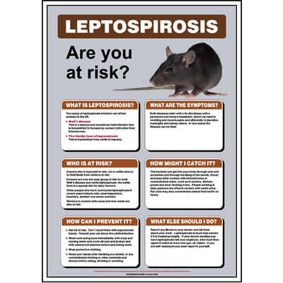 Leptospirosis Poster